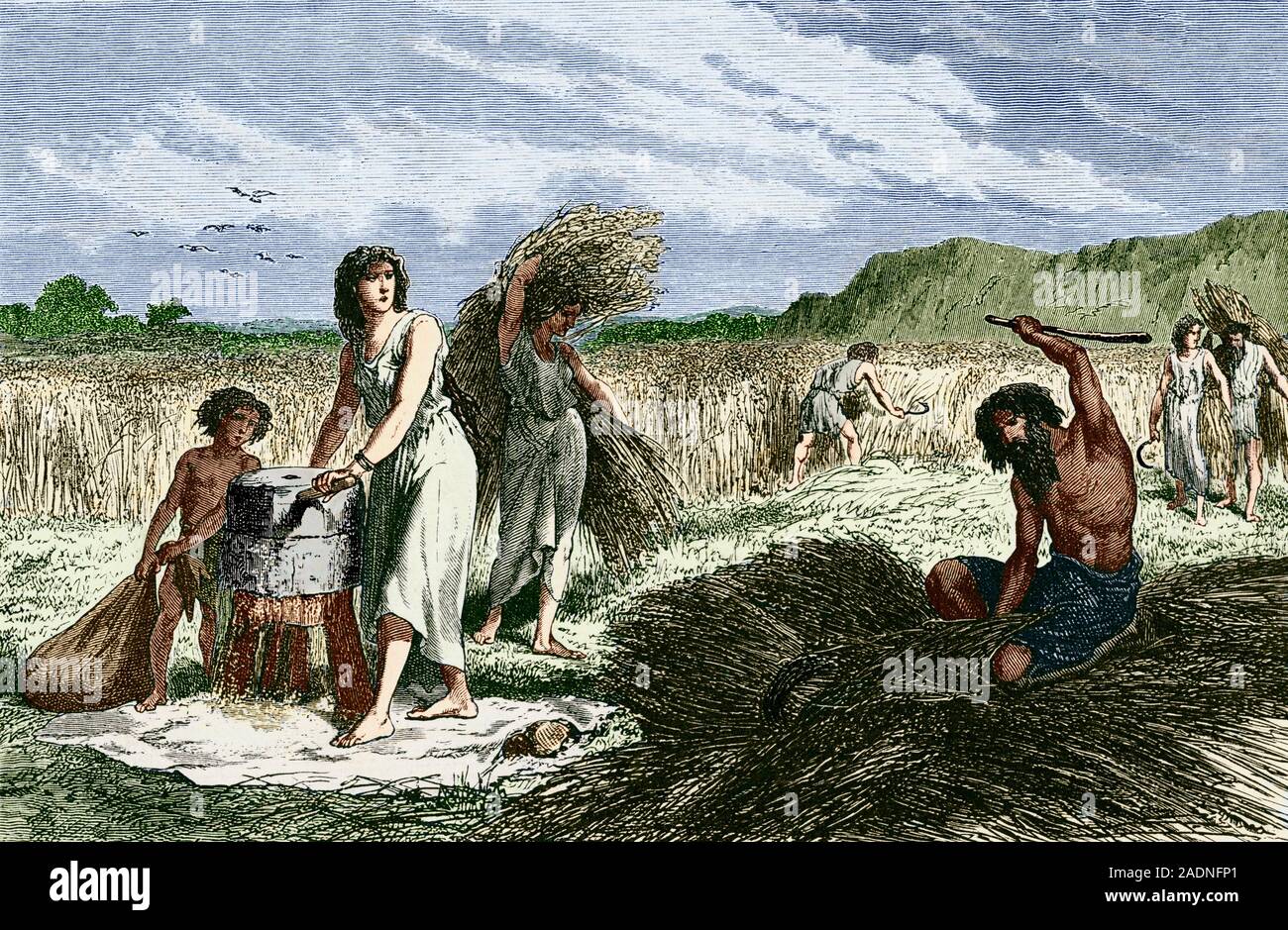 Early humans harvesting crops. Coloured artwork of Iron Age farming families harvesting and