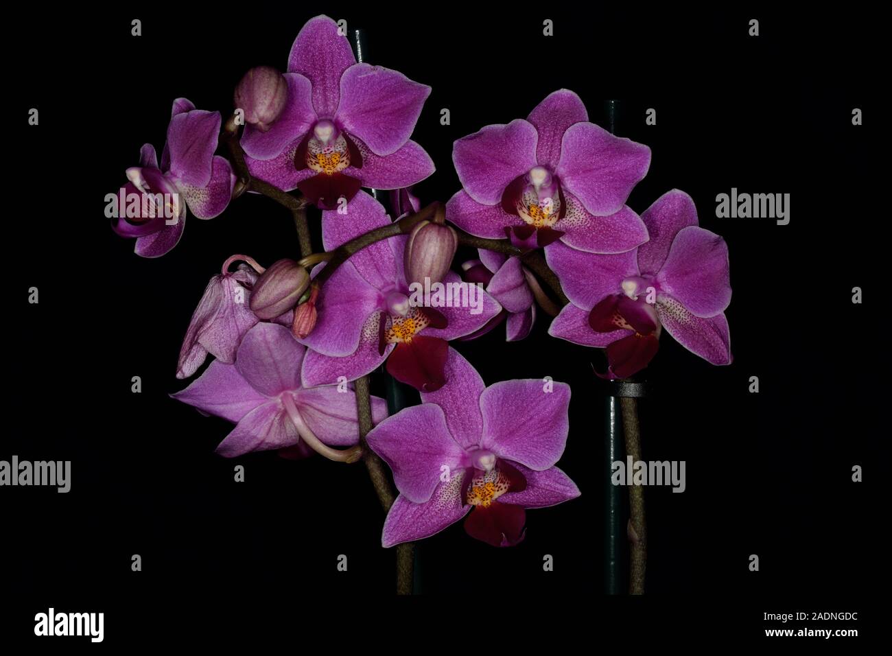 Orchid or Orchidaceous. Closeup of purple flowers on a dark background. Stock Photo
