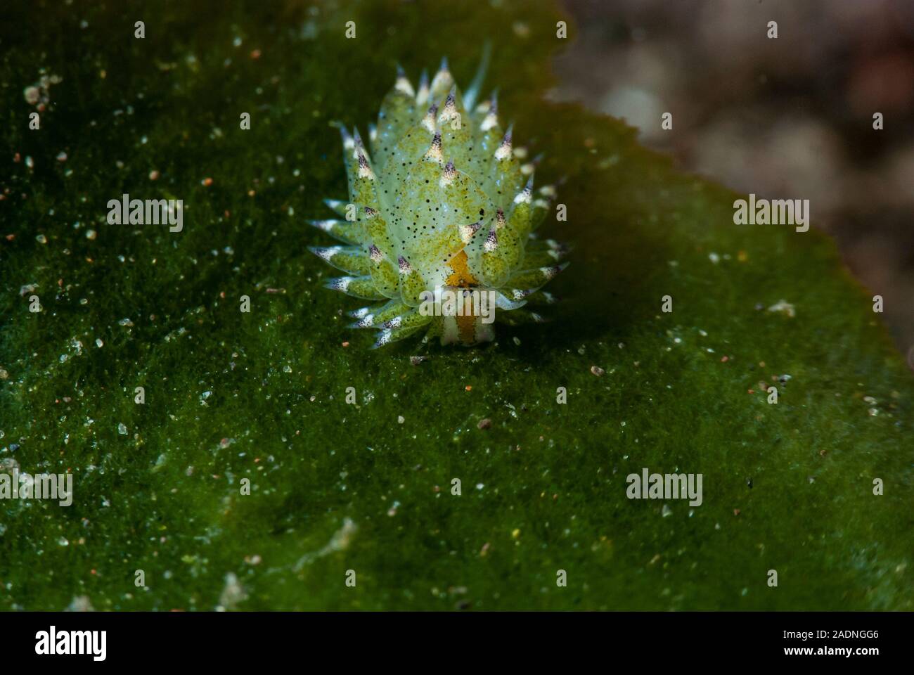 Little Leaf-sheep Nudibranch Costasiella kuroshimae Stock Photo