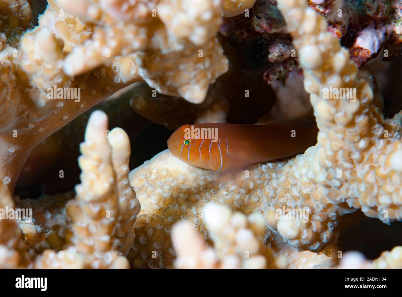 Five-lined coral goby Gobiodon quinquestrigatus Five-lined coral goby Stock Photo