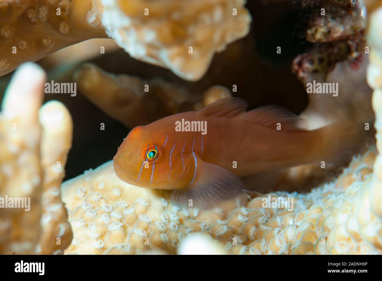 Five-lined coral goby Gobiodon quinquestrigatus Five-lined coral goby Stock Photo