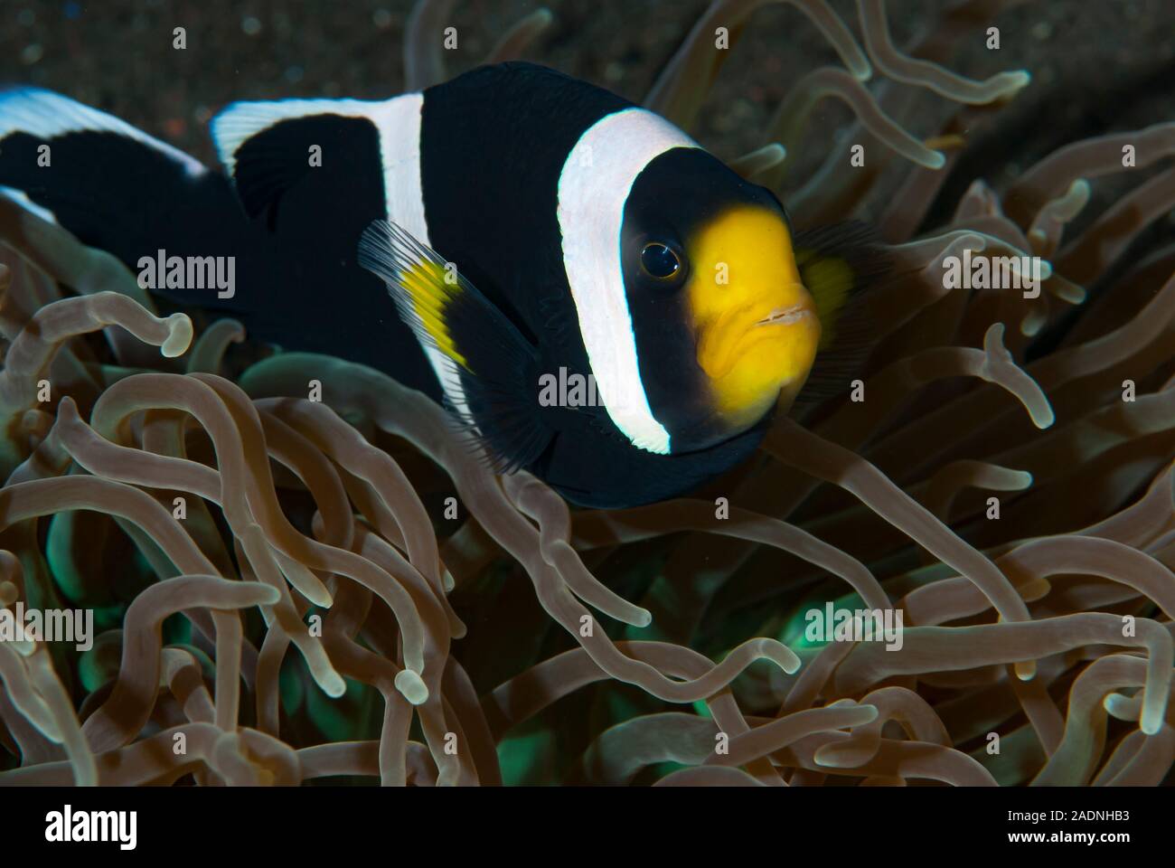 Seba Anemonefish Amphiprion sebae Stock Photo