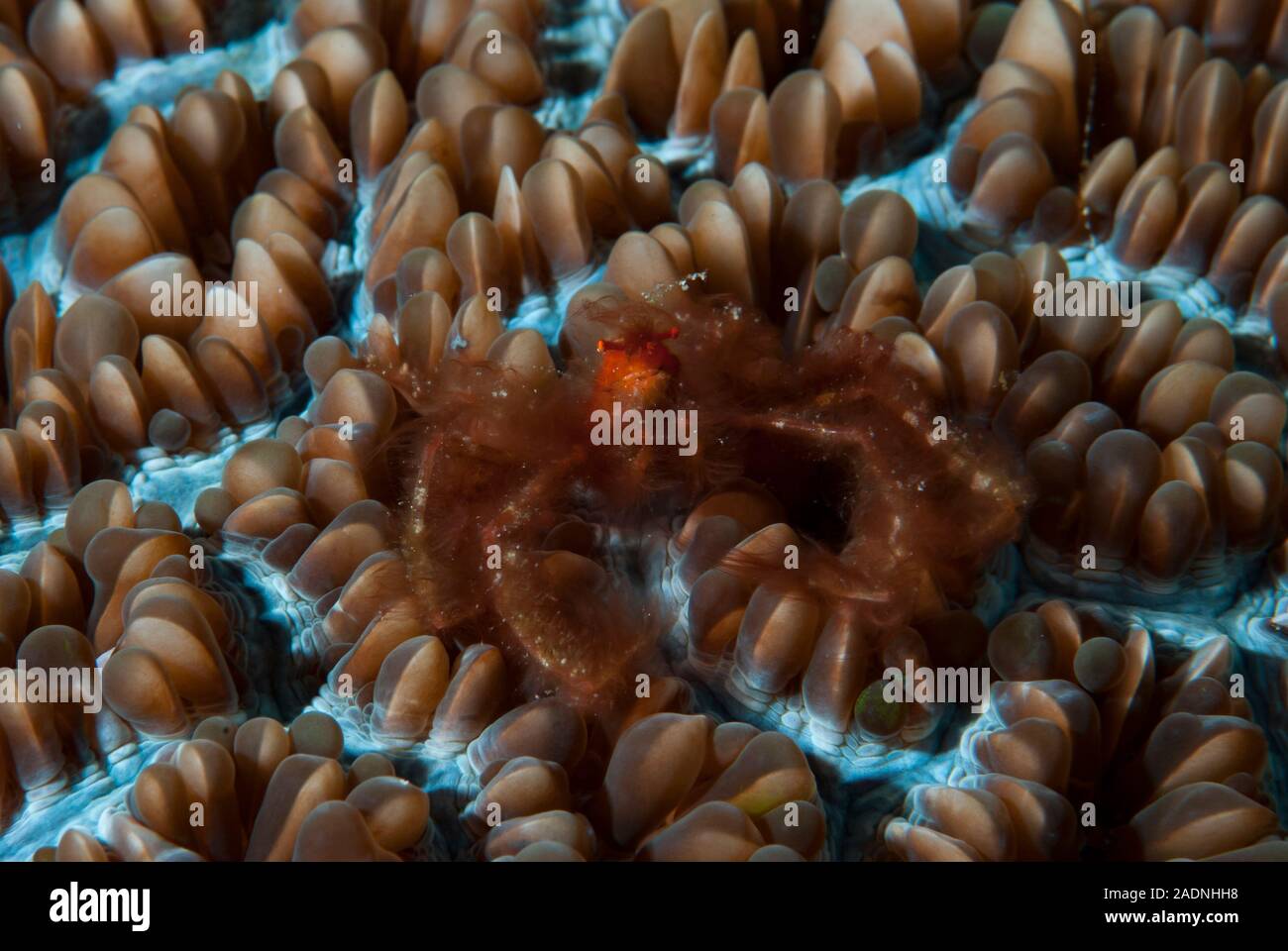 Orangutan crab Achaeus japonicus Stock Photo - Alamy