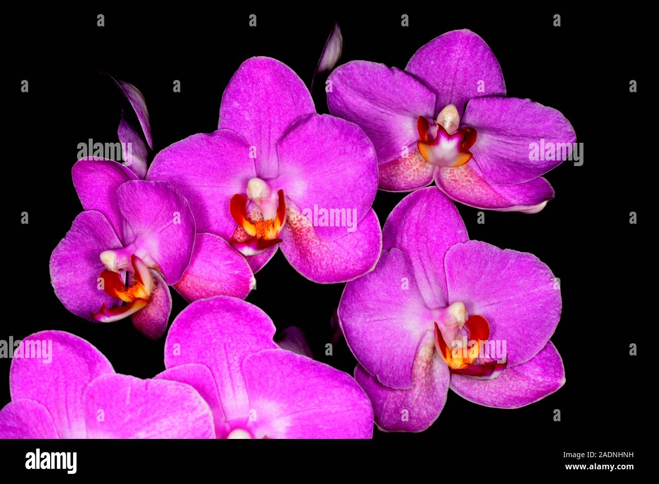 Orchid. or Orchidaceous. Closeup of four crimson flowers with a black background. Stock Photo