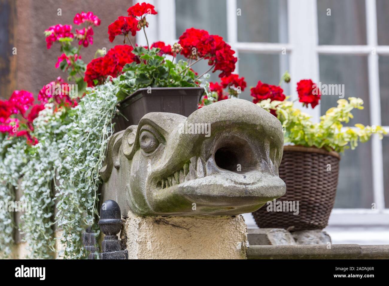 Dragon sculpture on the square in the city of Gdansk in Poland, with large  teeth on the head of the dragon vases with colorful and bright flower Stock  Photo - Alamy