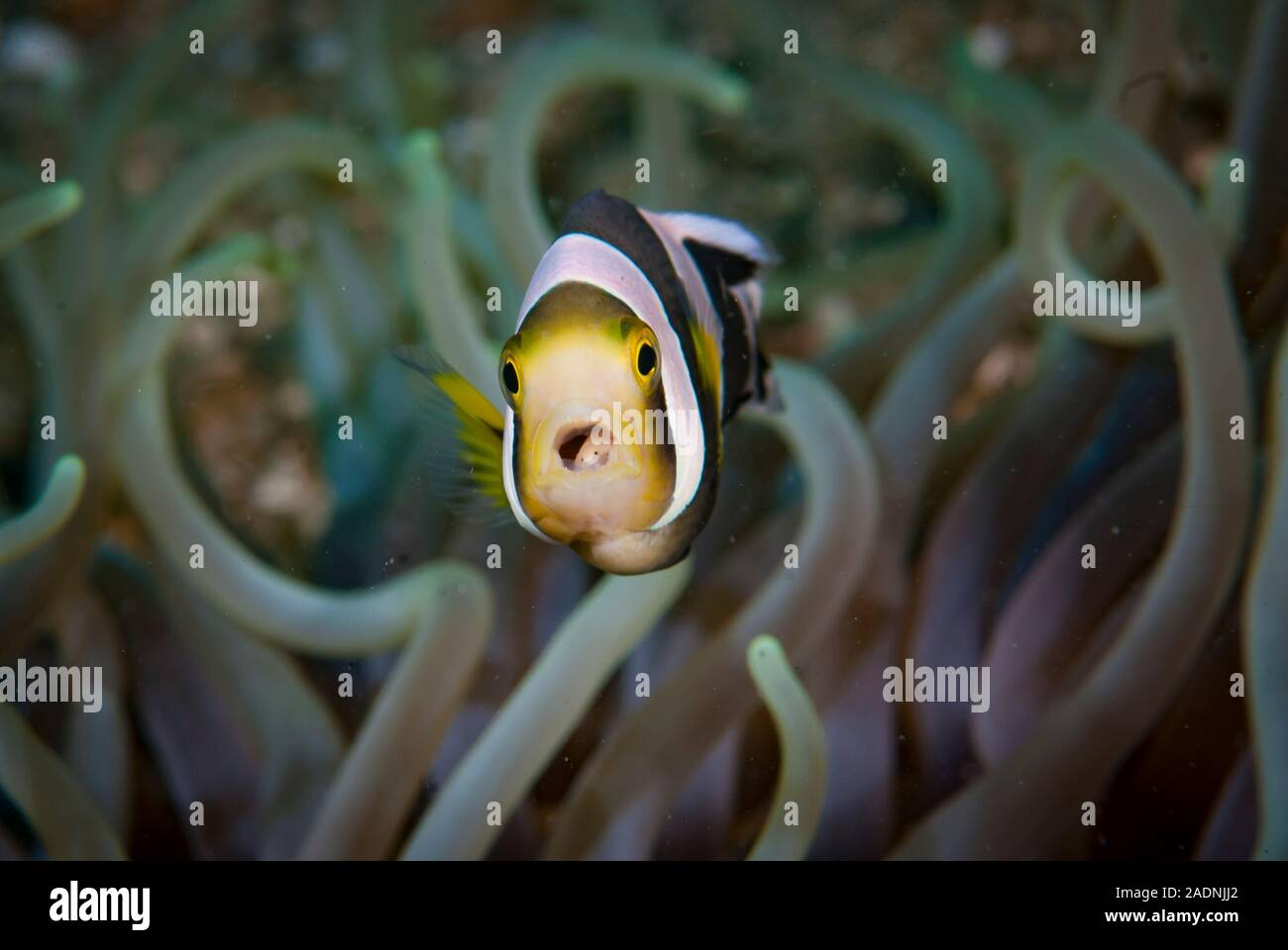 Panda Anemonefish Amphiprion polymnus, with mouth parasite Stock Photo