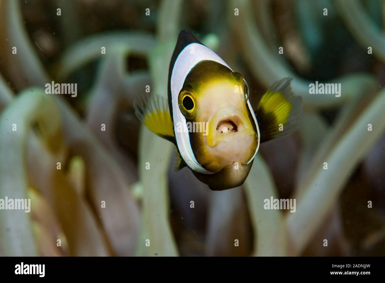 Panda Anemonefish Amphiprion polymnus, with mouth parasite Stock Photo