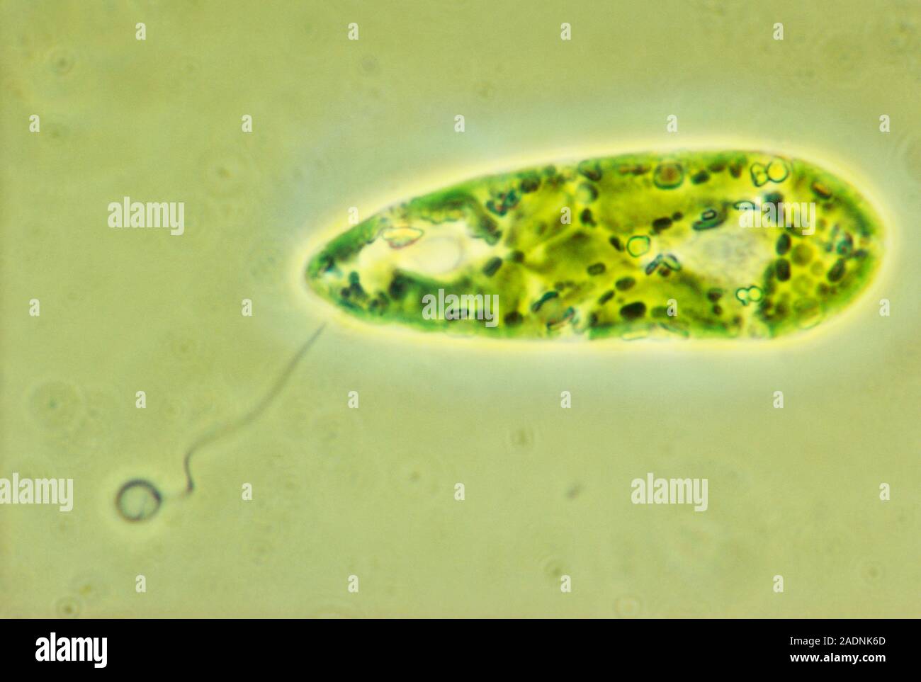 Euglena flagellate protozoan. Light micrograph of the flagellate protozoan Euglena viridis. This freshwater single-celled organism can either obtain e Stock Photo