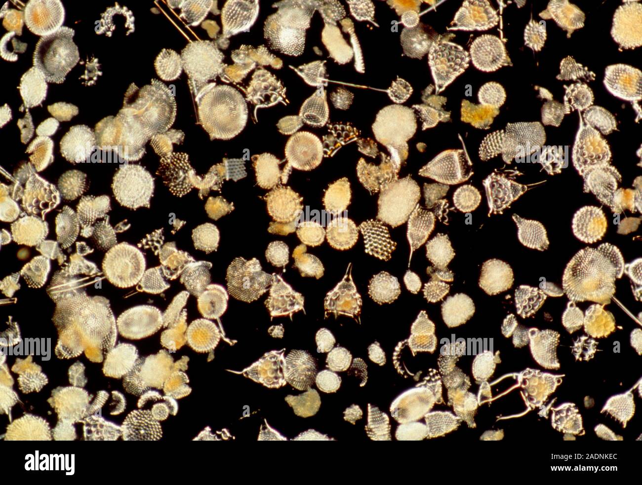 Light micrograph in dark field illumination of various Radiolaria spp ...