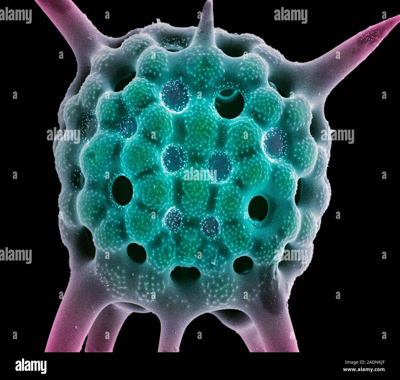 Radiolarian protozoan. Coloured scanning electron micrograph (SEM) of ...