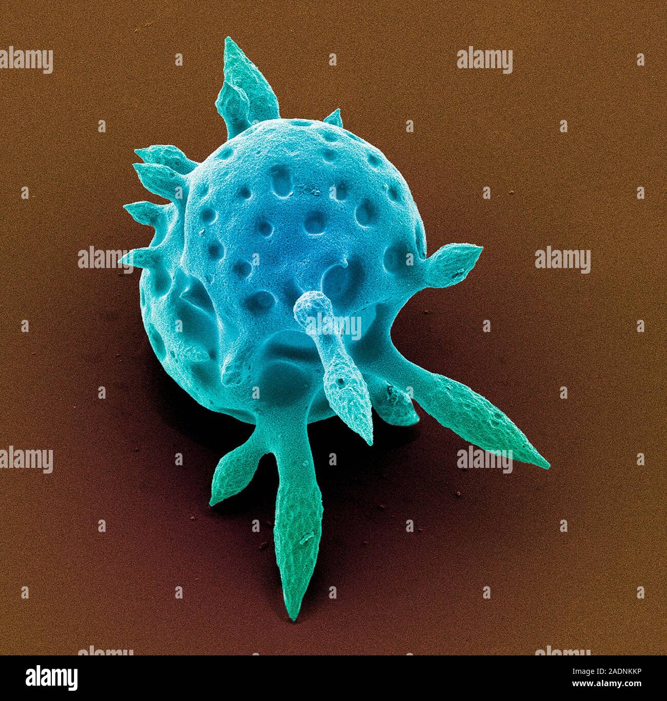 Radiolarian. Coloured scanning electron micrograph (SEM) of the shell