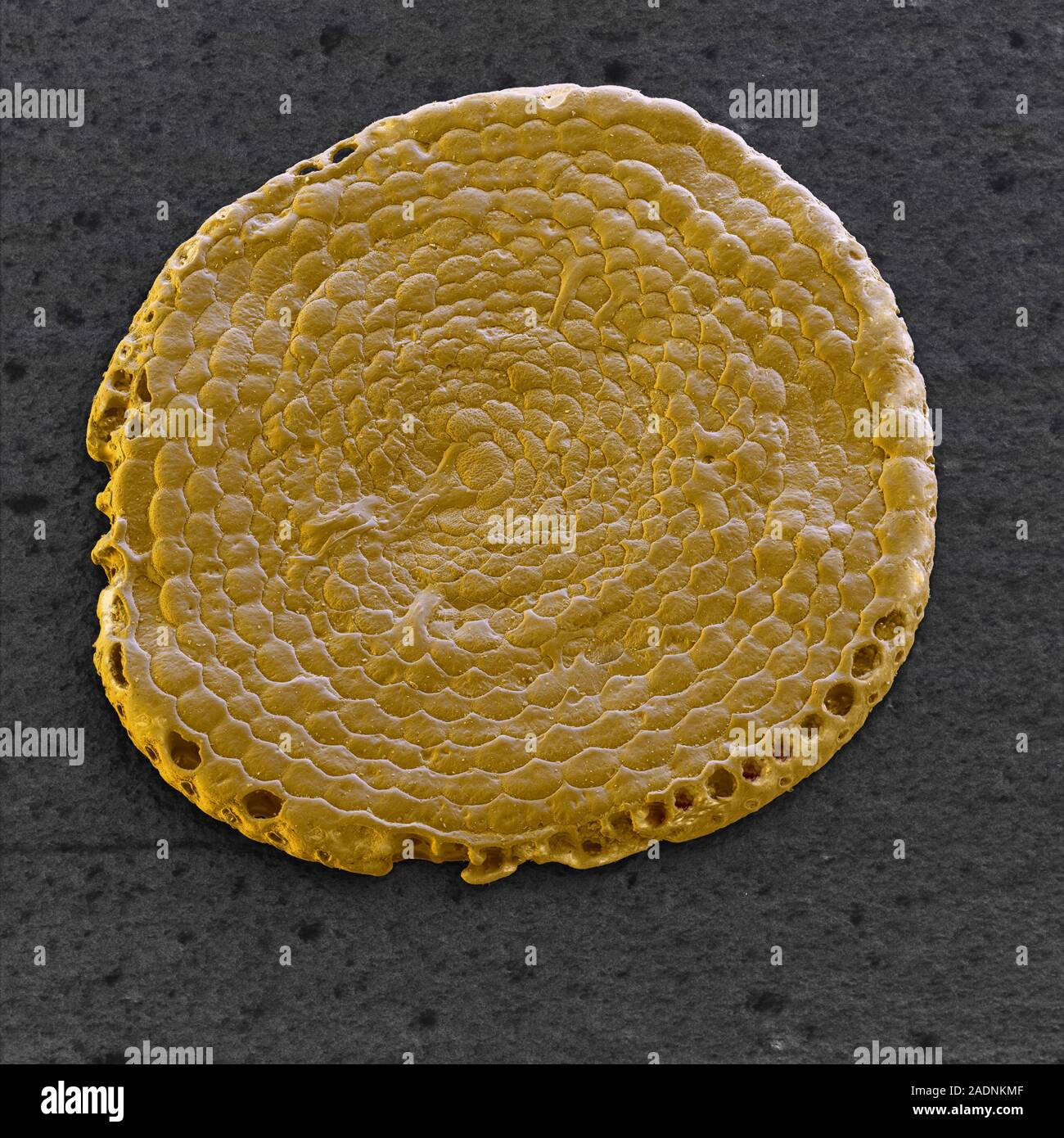 Foraminiferan. Coloured scanning electron micrograph (SEM) of the shell ...
