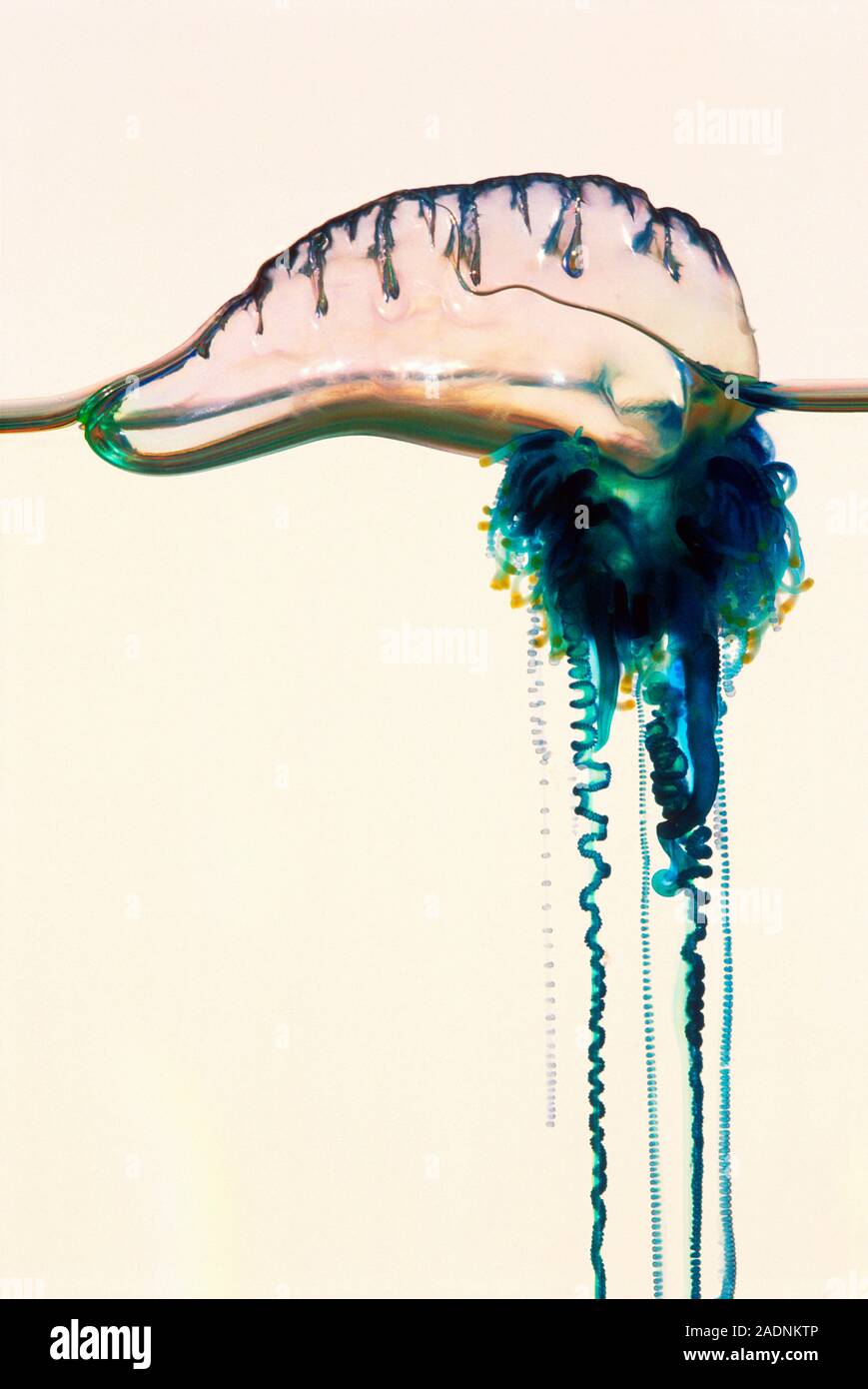 Portuguese man-of-war (Physalia utriculus). Also known as a bluebottle, it is not one organism, instead being a colony of hydrozoan animals. Members o Stock Photo