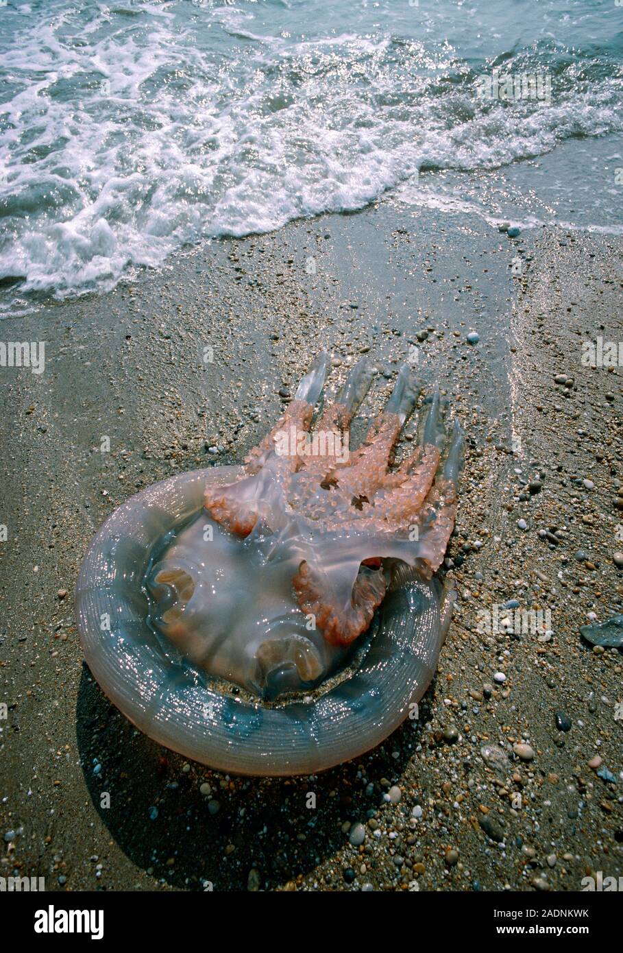 Stranded jellyfish Rhizostoma octopus on a beach in Cornwall, Uk. Rhizostoma octopus is a large jellyfish with an umbrella diameter of up to 80 cm. It Stock Photo