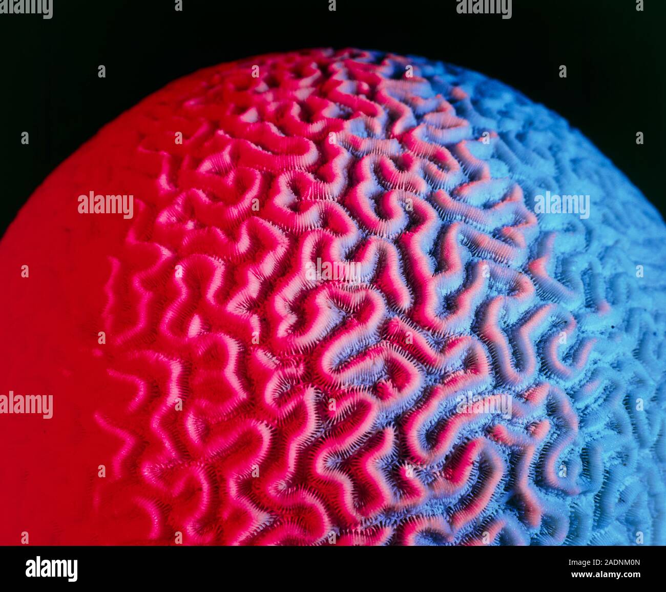 Photograph of a piece of brain coral (meandrina) a major reefbuilder