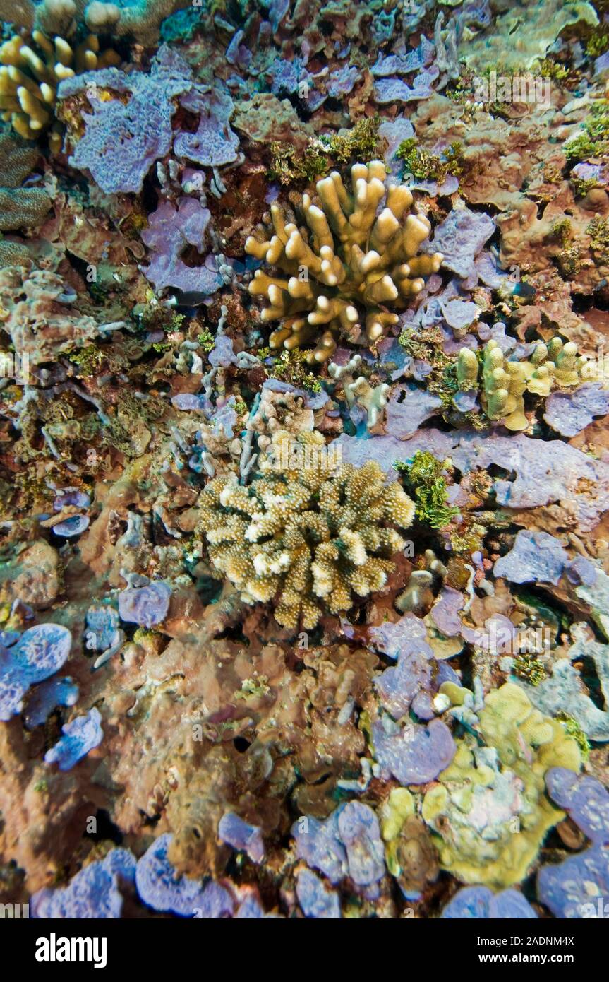 Coral reef community. Coral reefs are extensive and diverse marine