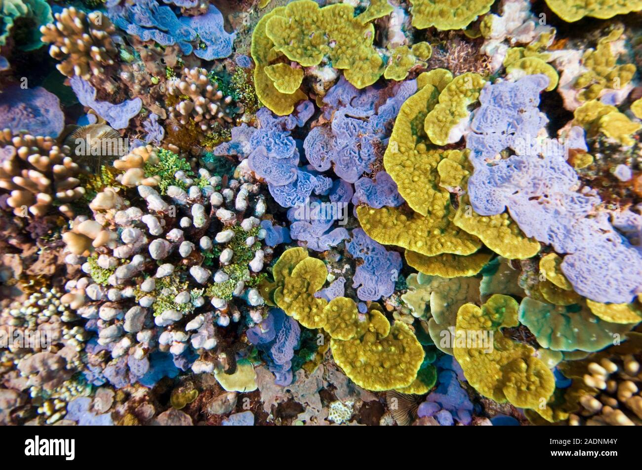 Coral reef community. Coral reefs are extensive and diverse marine