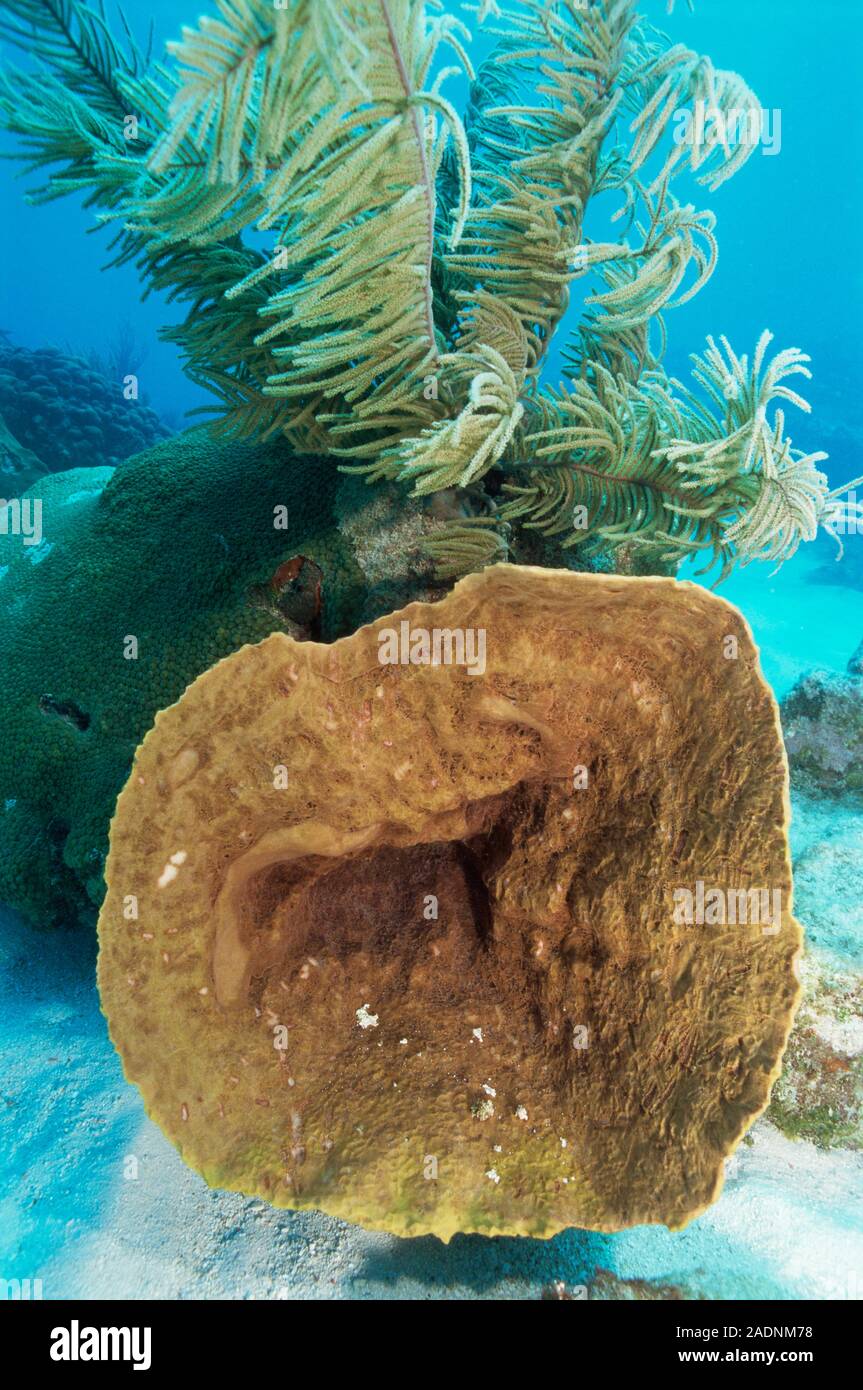 Coral reef. Sponge corals on the seabed. Photographed in Looe Key