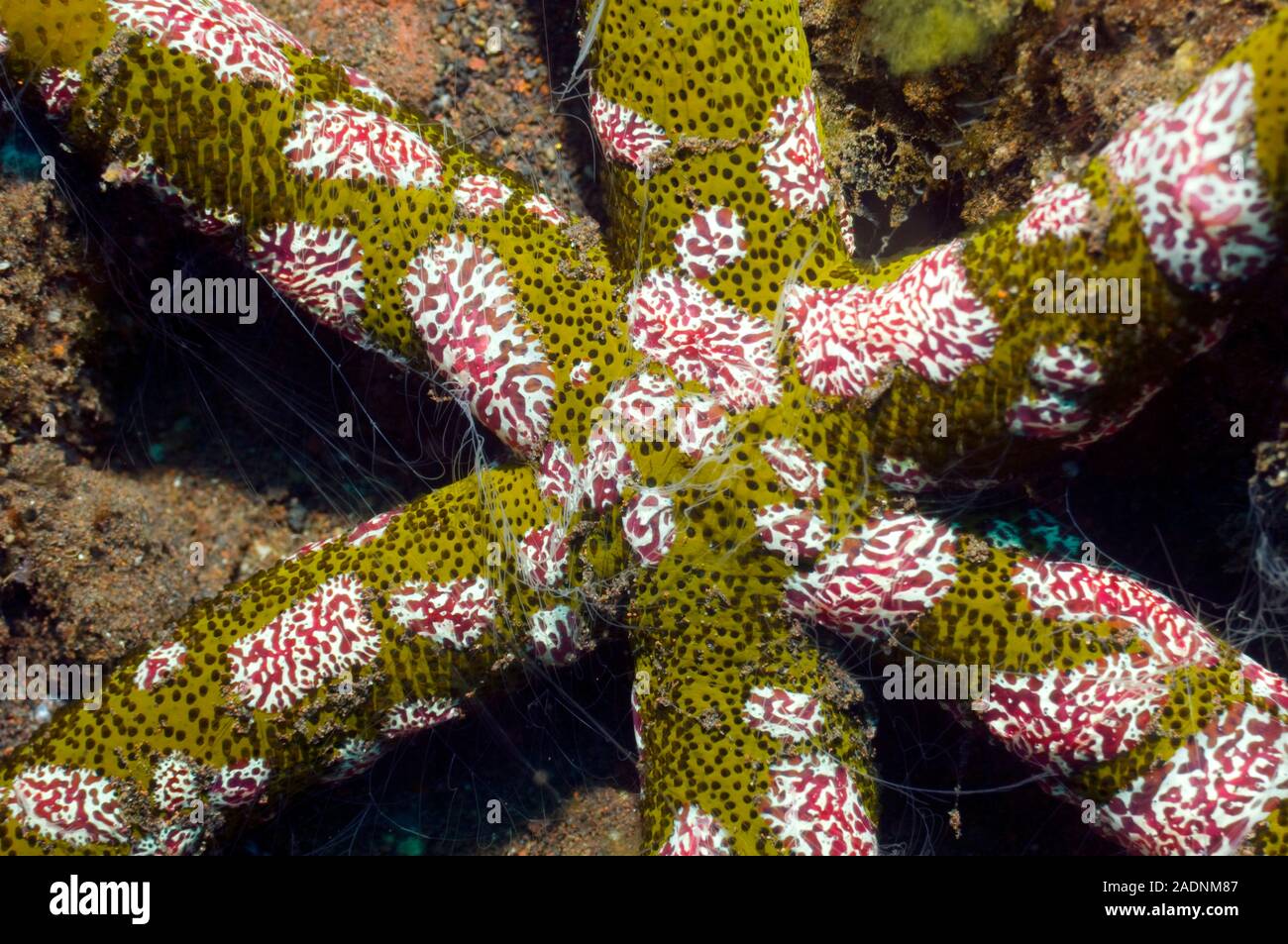 Comb jellies (Coeloplana astericola, red and white) attached to a luzon