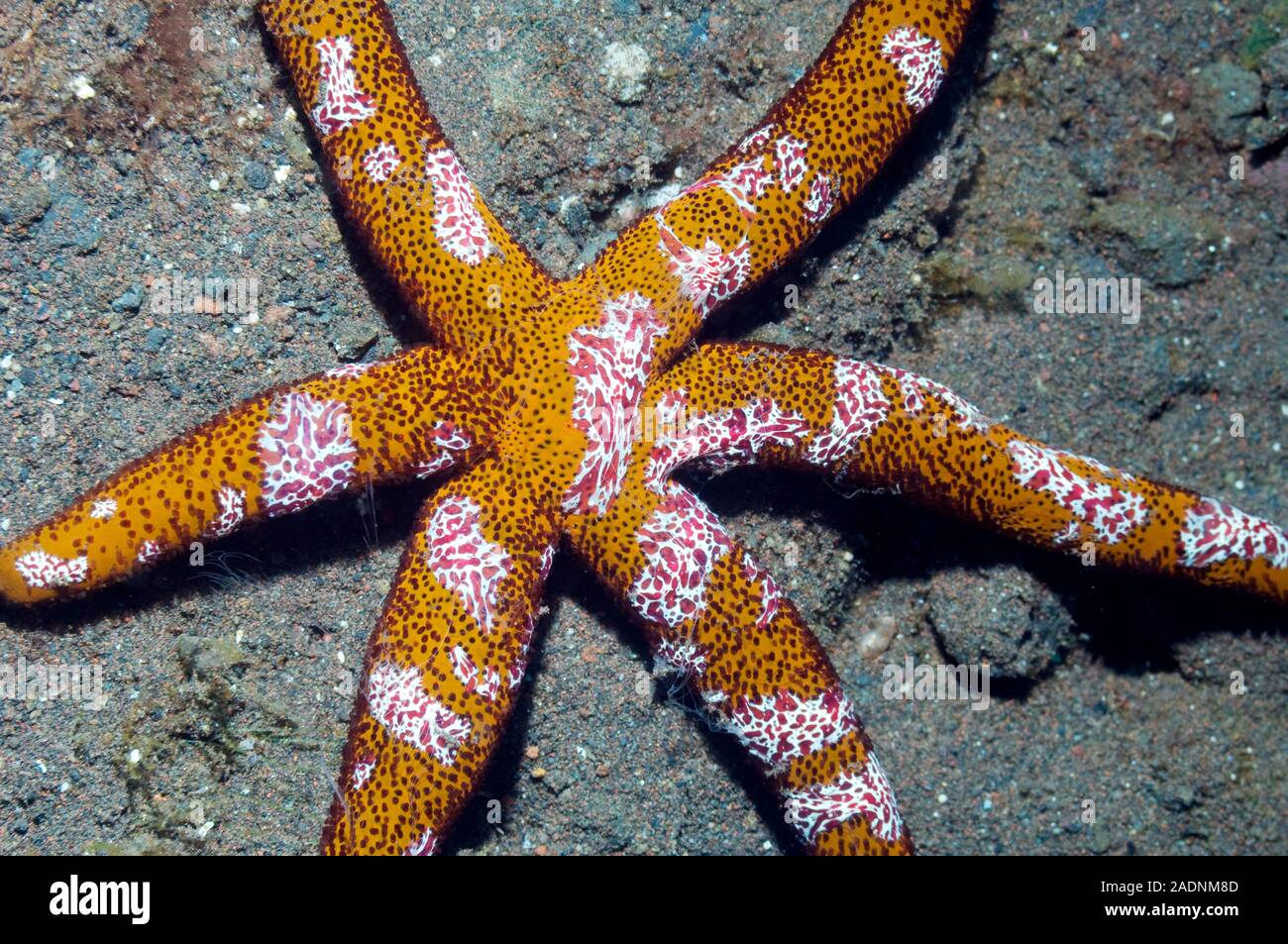 Comb jellies (Coeloplana astericola, red and white) attached to a luzon