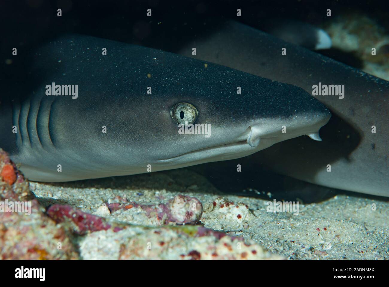 Blacktip Shark Carcharhinus limbatus Stock Photo