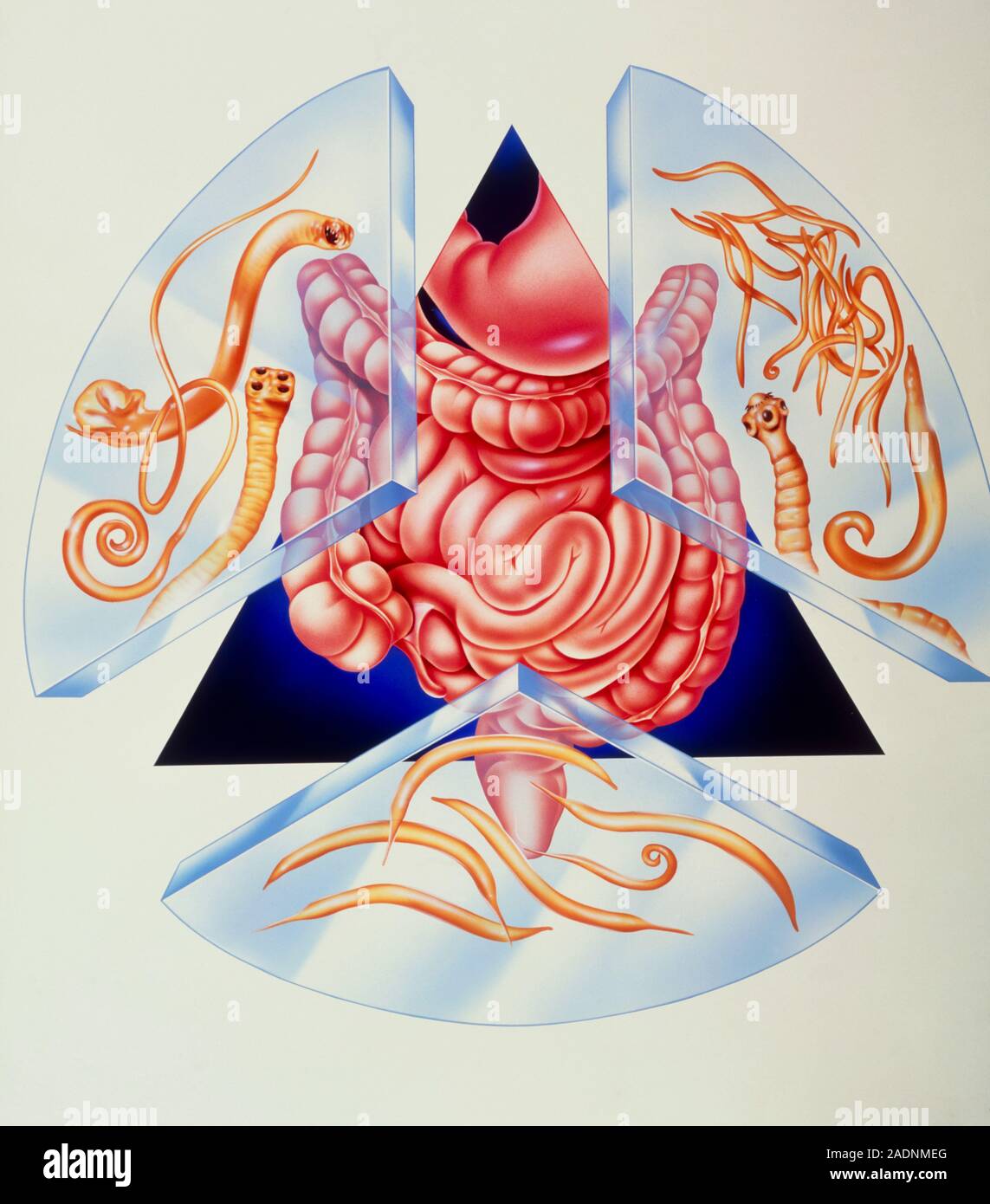Intestinal parasites. Artwork showing the human intestines (pink