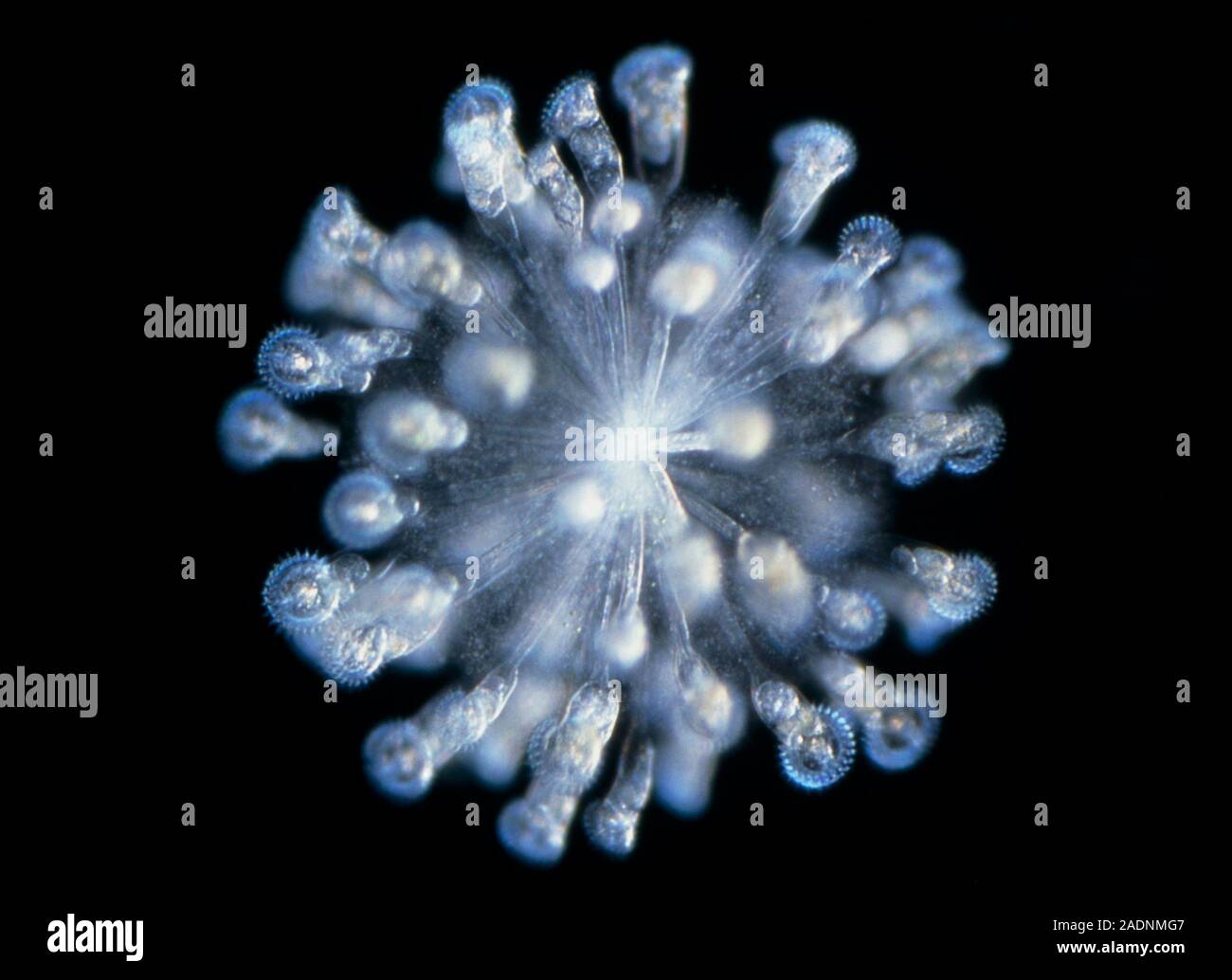 Rotifer Colony. Light Micrograph Of A Colony Of Conochilus Hippocrepis 