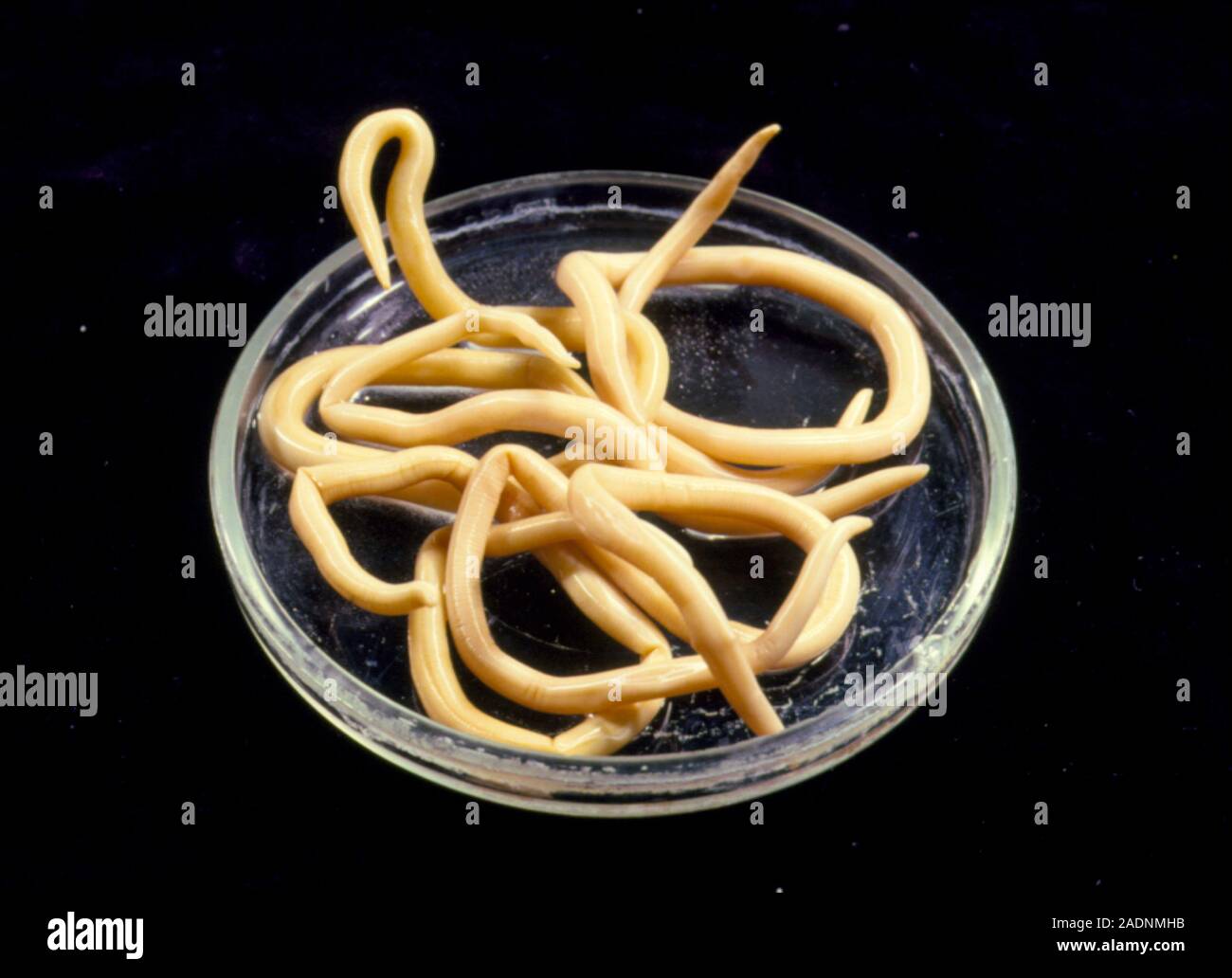 тесто черви. ленточные черви солитеры. чак-чак медовая горка. ленточные черви гельминты. ленточные черви (цестоды).