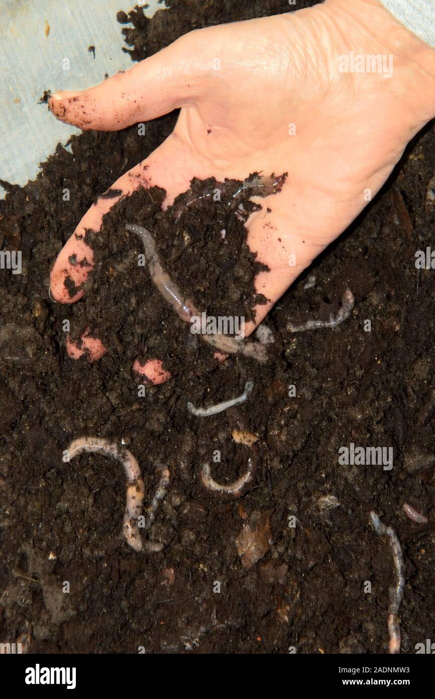 MODEL RELEASED. Earthworms in soil. Gardener holding soil containing