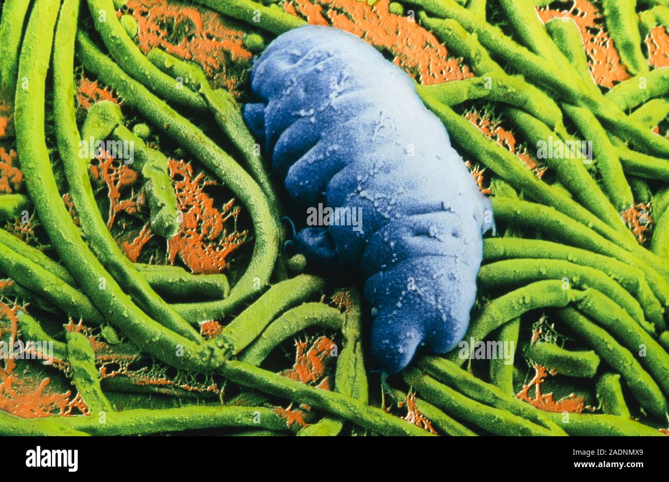 false-colour-scanning-electron-micrograph-of-the-surface-of-a-rock