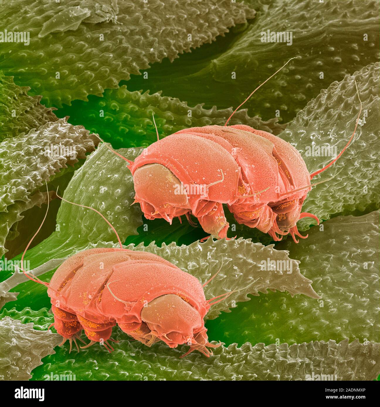 Water bears. Coloured scanning electron micrograph (SEM) of water bears