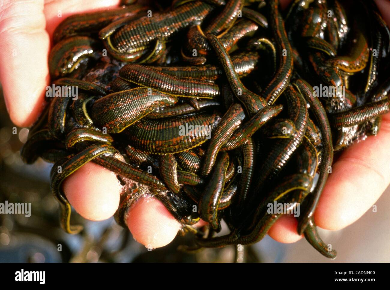 Большая ложноконская пиявка место обитания. Кольчатые черви пиявки строение. Где обитают пиявки. Где обитают пиявки. Где обитают пиявки.