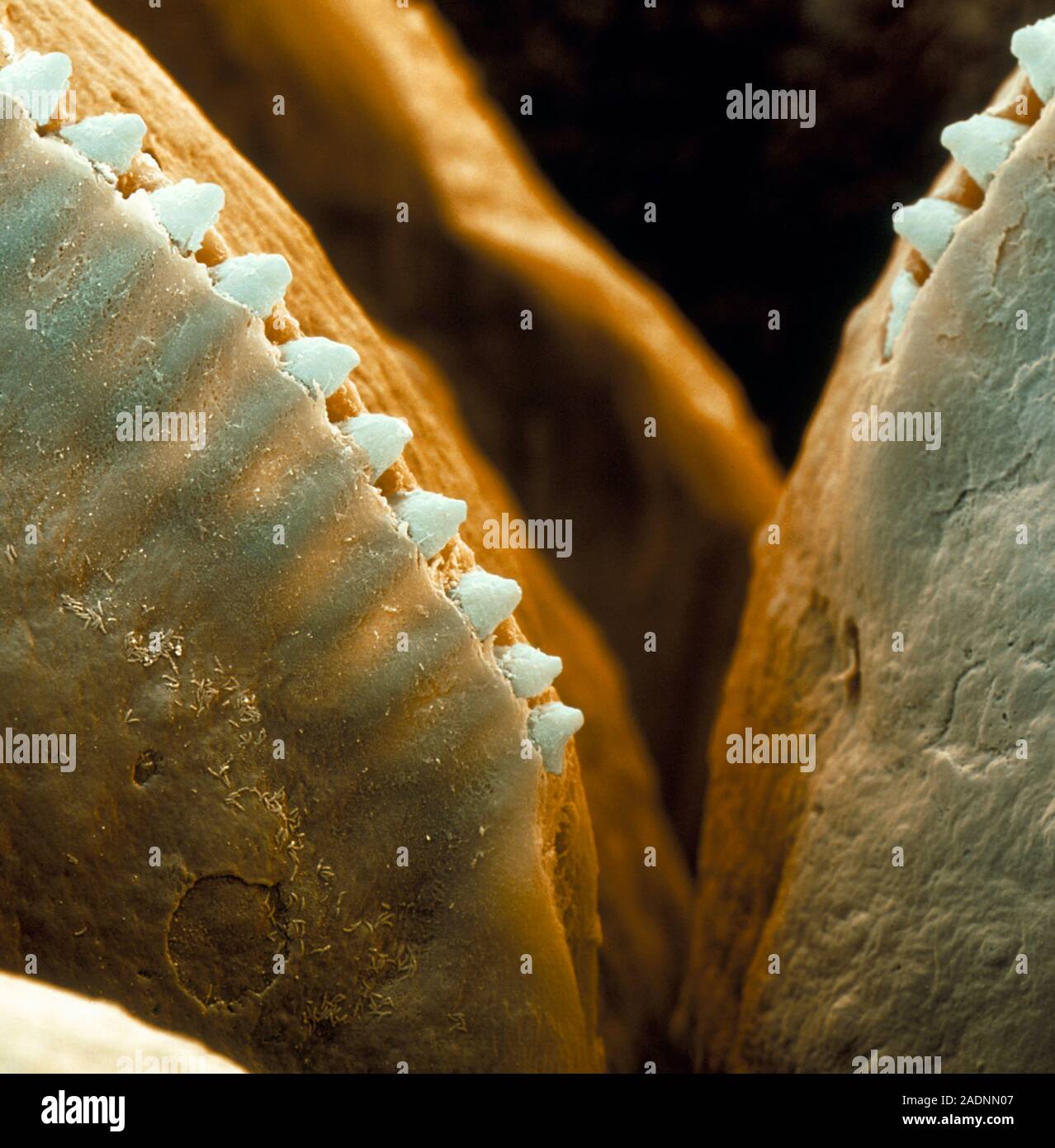 Leech mouth. Coloured scanning electron micrograph (SEM) of the mouthparts  of the medicinal leech (Hirudo medicinalis). The leech feeds by sucking blo  Stock Photo - Alamy