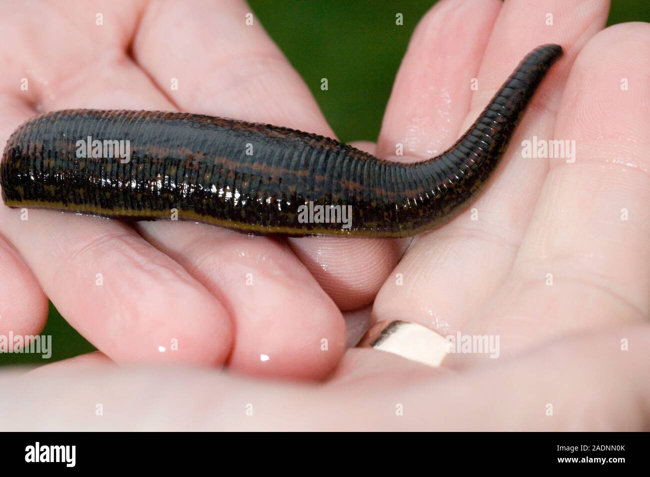 Medicinal leech. Hands holding a medicinal leech (Hirudo medicinalis). Leeches are parasites