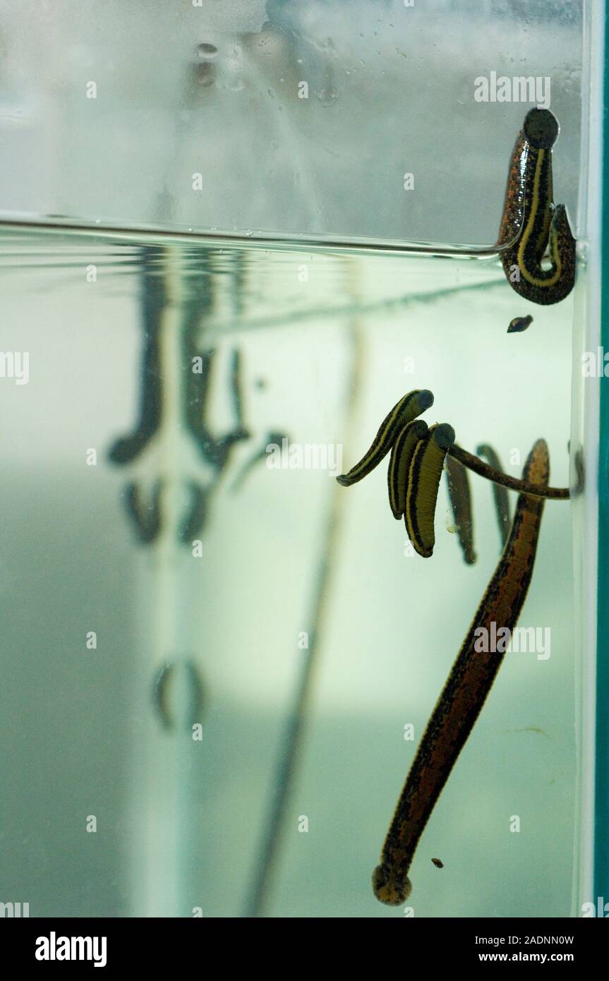Medicinal leeches (Hirudo medicinalis) in a tank of water. Leeches are