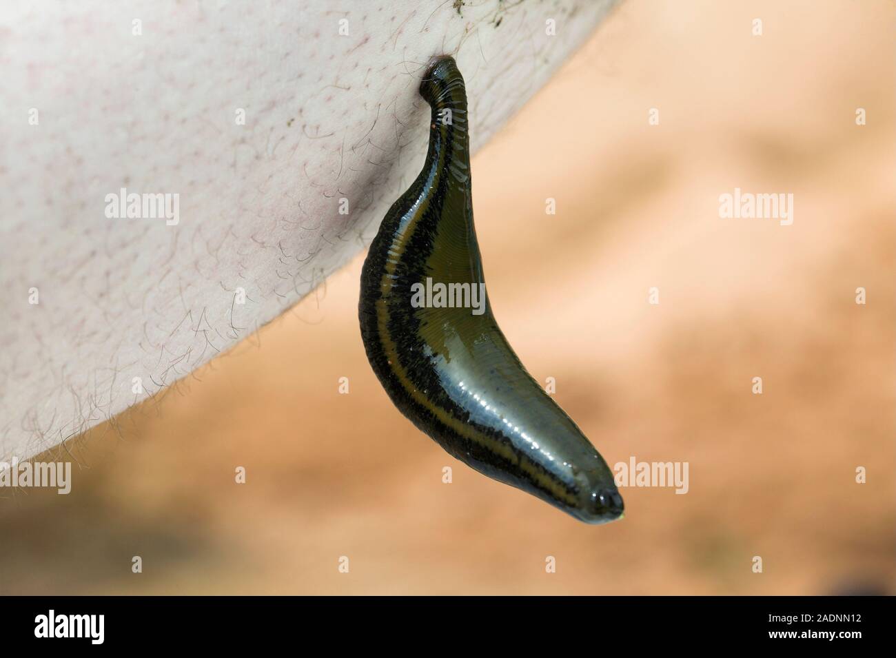 Medicinal leech (Hirudo medicinalis). Leeches are parasites that feed