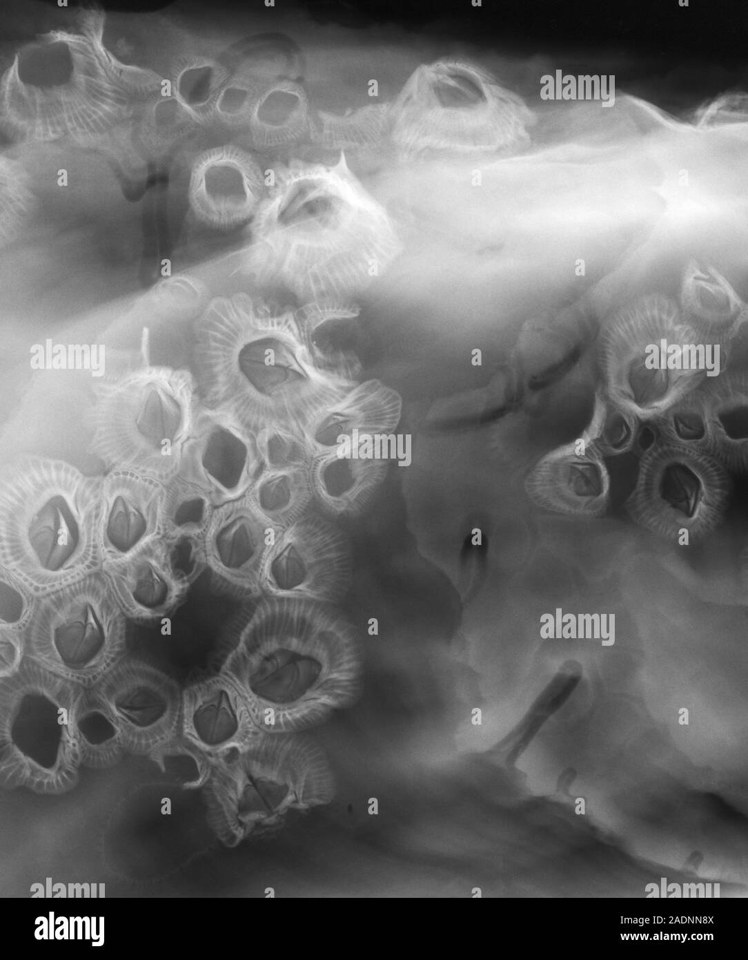 Rock oyster barnacles (class Cirripedia), Xray Stock Photo Alamy
