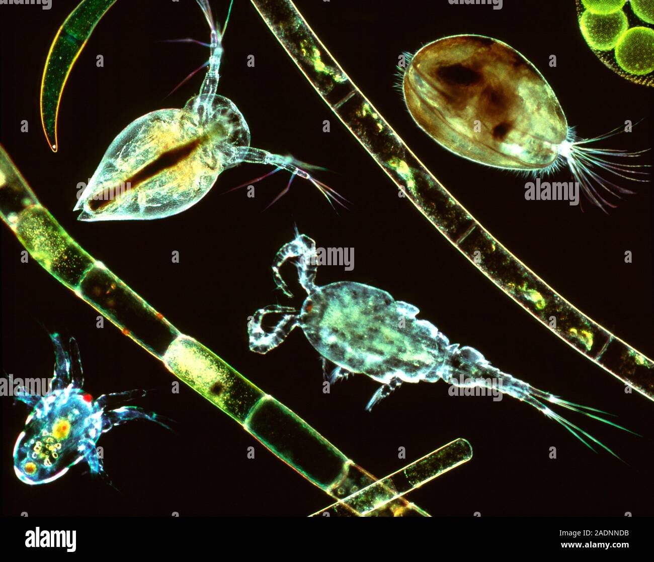 Зоопланктон уровень. Зоопланктон дафния. Планктонные ракообразные. Зоопланктоны ракообразные. Зоопланктон кладоцеры.