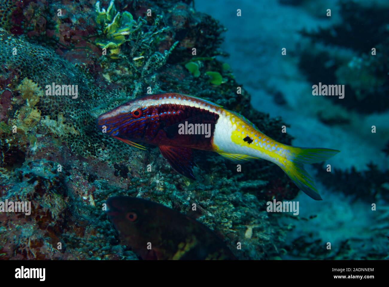 Half and Half Goatfish Parupeneus barberinoides Stock Photo - Alamy