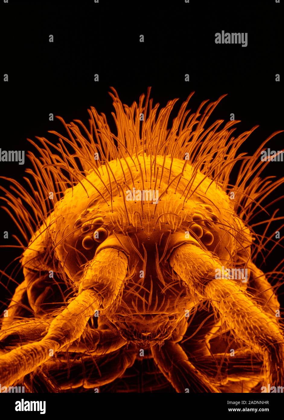 False-colour scanning electron micrograph (SEM) of the head of a ...