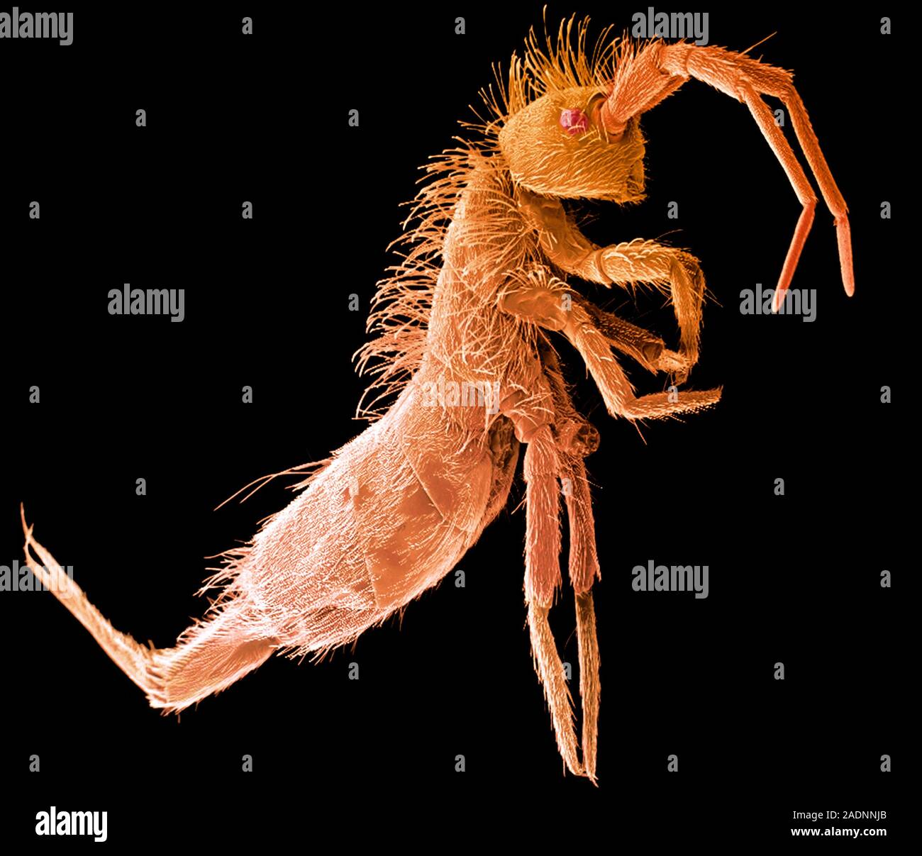 Springtail. Coloured scanning electron micrograph (SEM) of a springtail