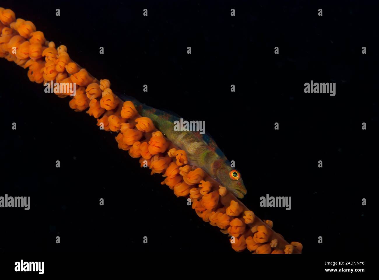Wire Coral Goby Bryaninops yongei Stock Photo