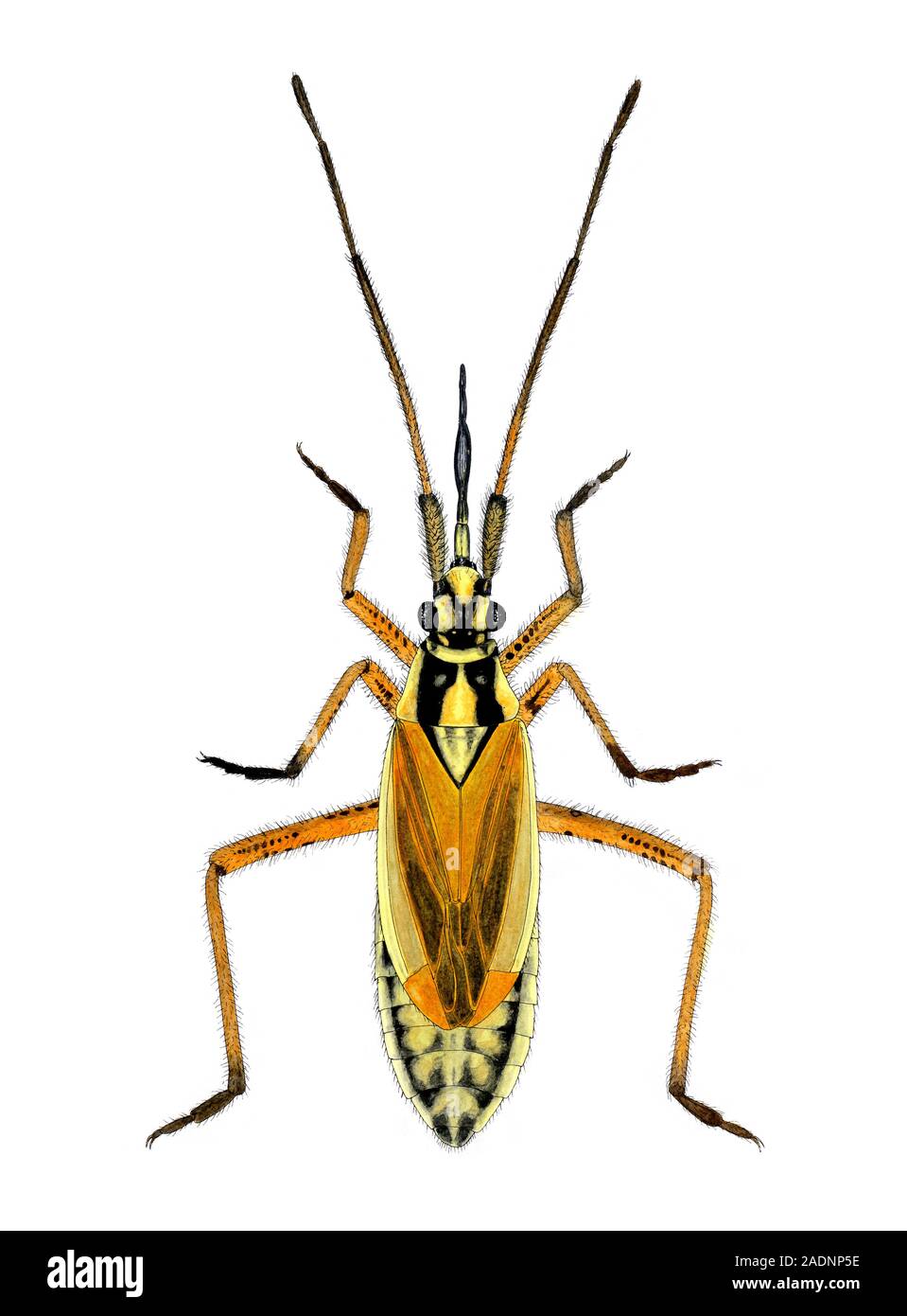 Female hop capsid bug (Calocoris fulvomaculatus), artwork. This ...