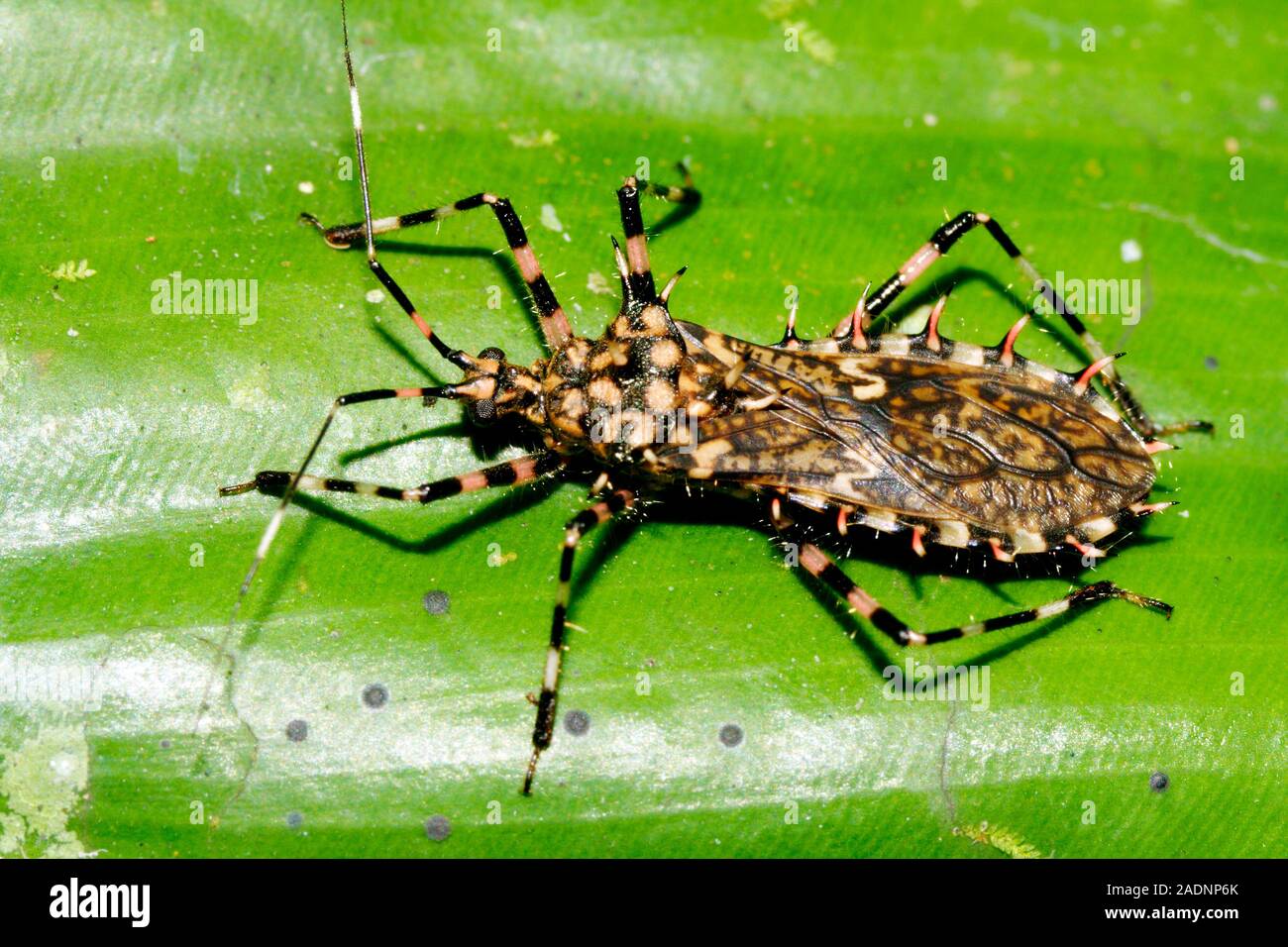 Assassin bug (family Reduviidae) on a leaf. Assassin bugs are so called ...
