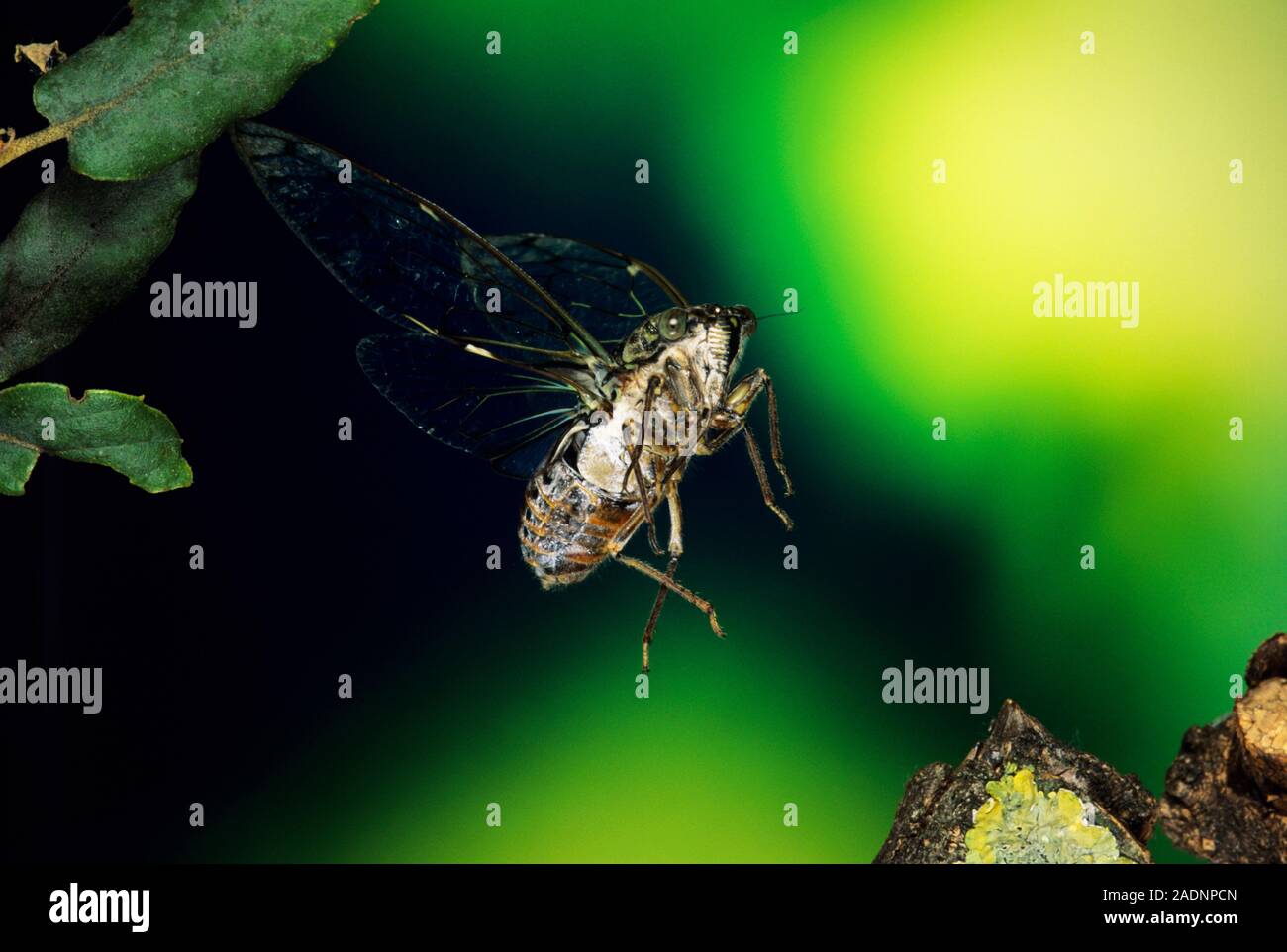 Cicada. Highspeed insecteye view of a cicada (family Cicadidae) in