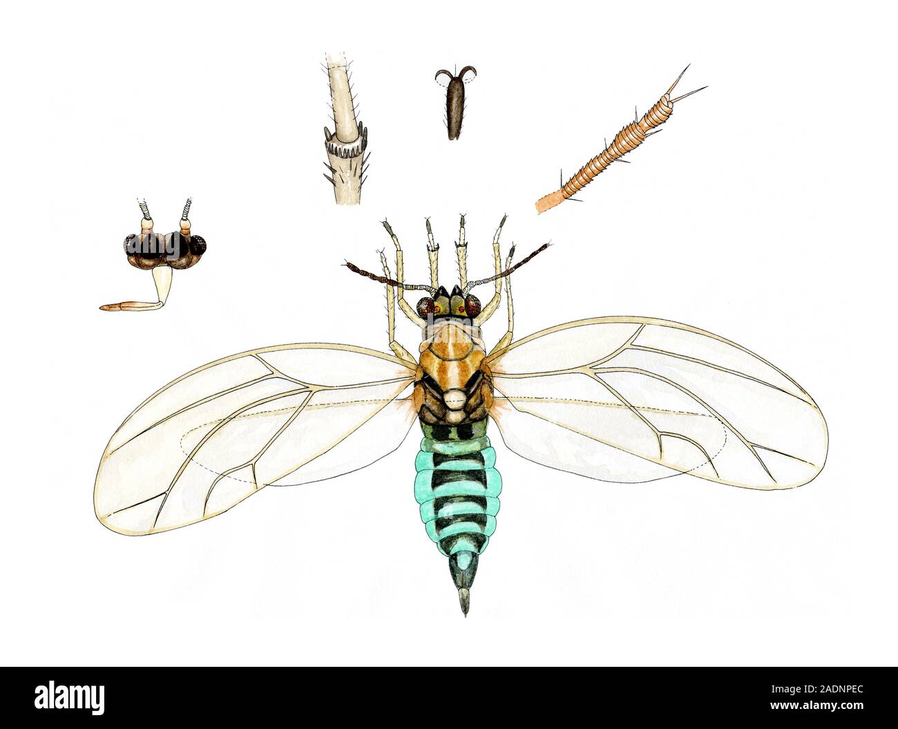 Jumping plant louse (Trioza urticae), artwork. This species of psyllid ...