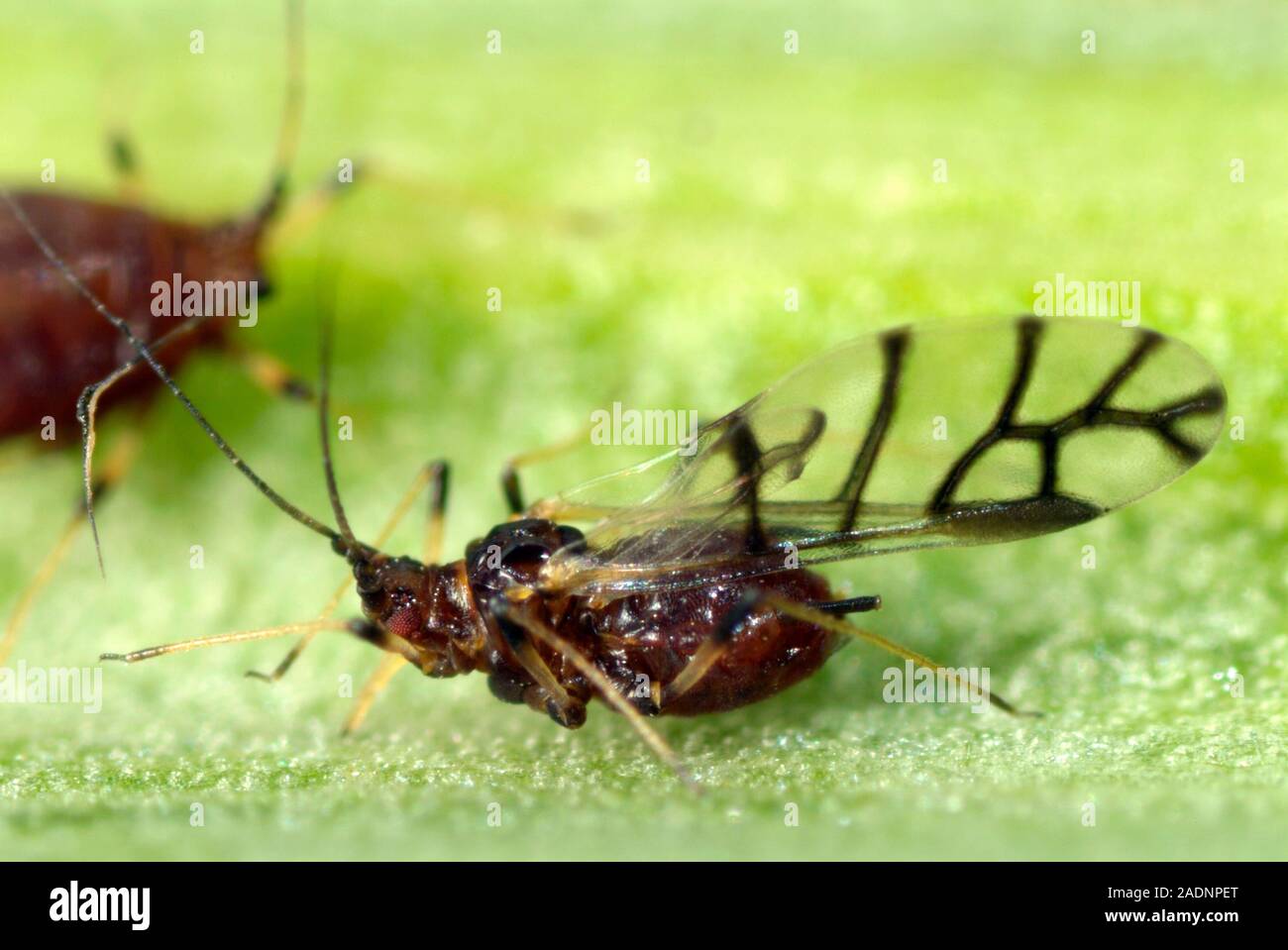 Banana aphid (Pentalonia nigronervosa). This aphid is a pest of banana