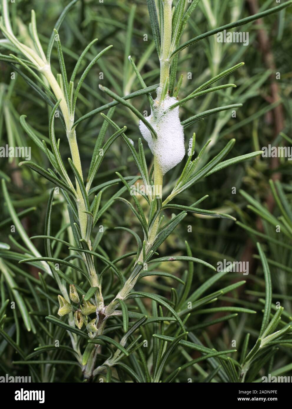Cuckoo spit on shoots of Common rosemary (Rosmarinus cv.). Frothy ...