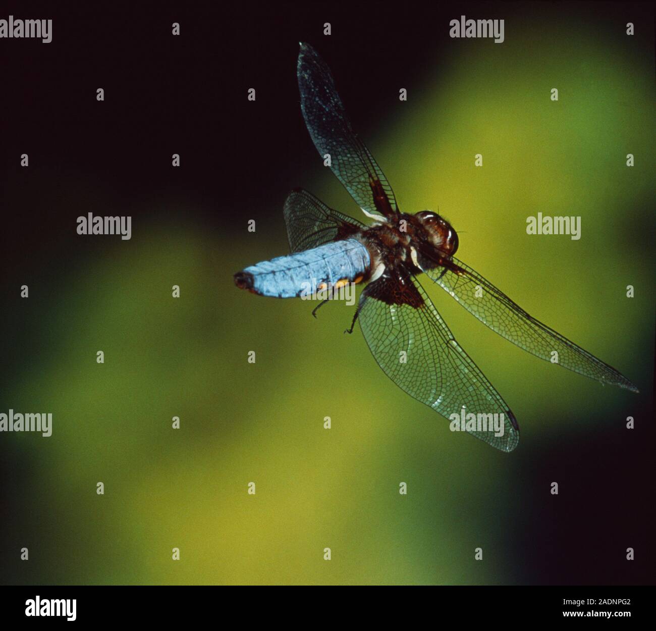 Dragonfly. High-speed photograph of a dragonfly (Libellula depressa) in ...