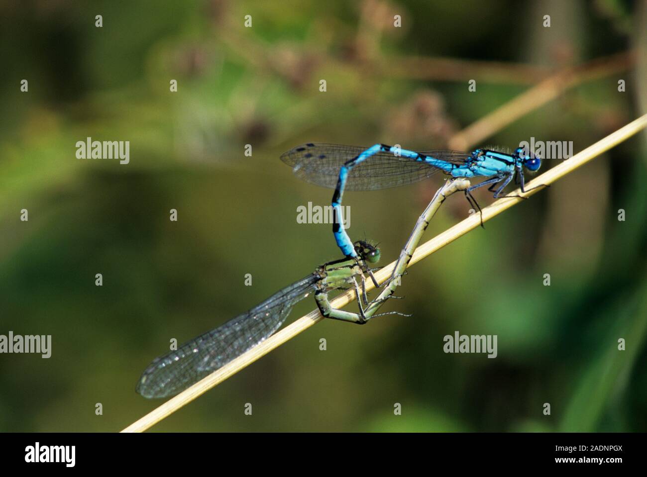 Common blue damselflies (Enallagma cyatherigerum) mating on a water ...